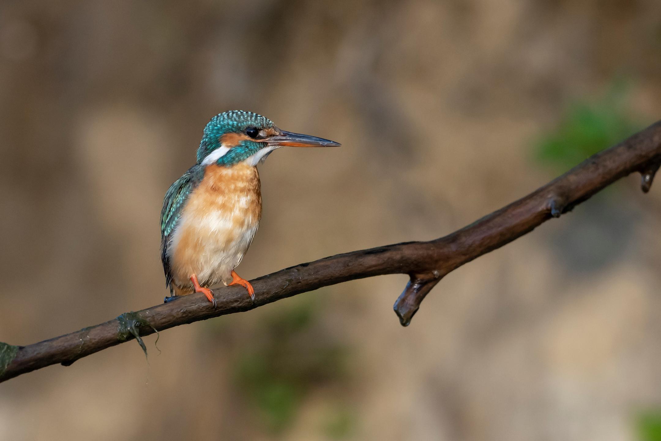 Ein Eisvogel, der auf einem Ast sitzt. Er hat blau, weiss und braunes Federkleid und einen langen, dunkelgrauen Schnabel.