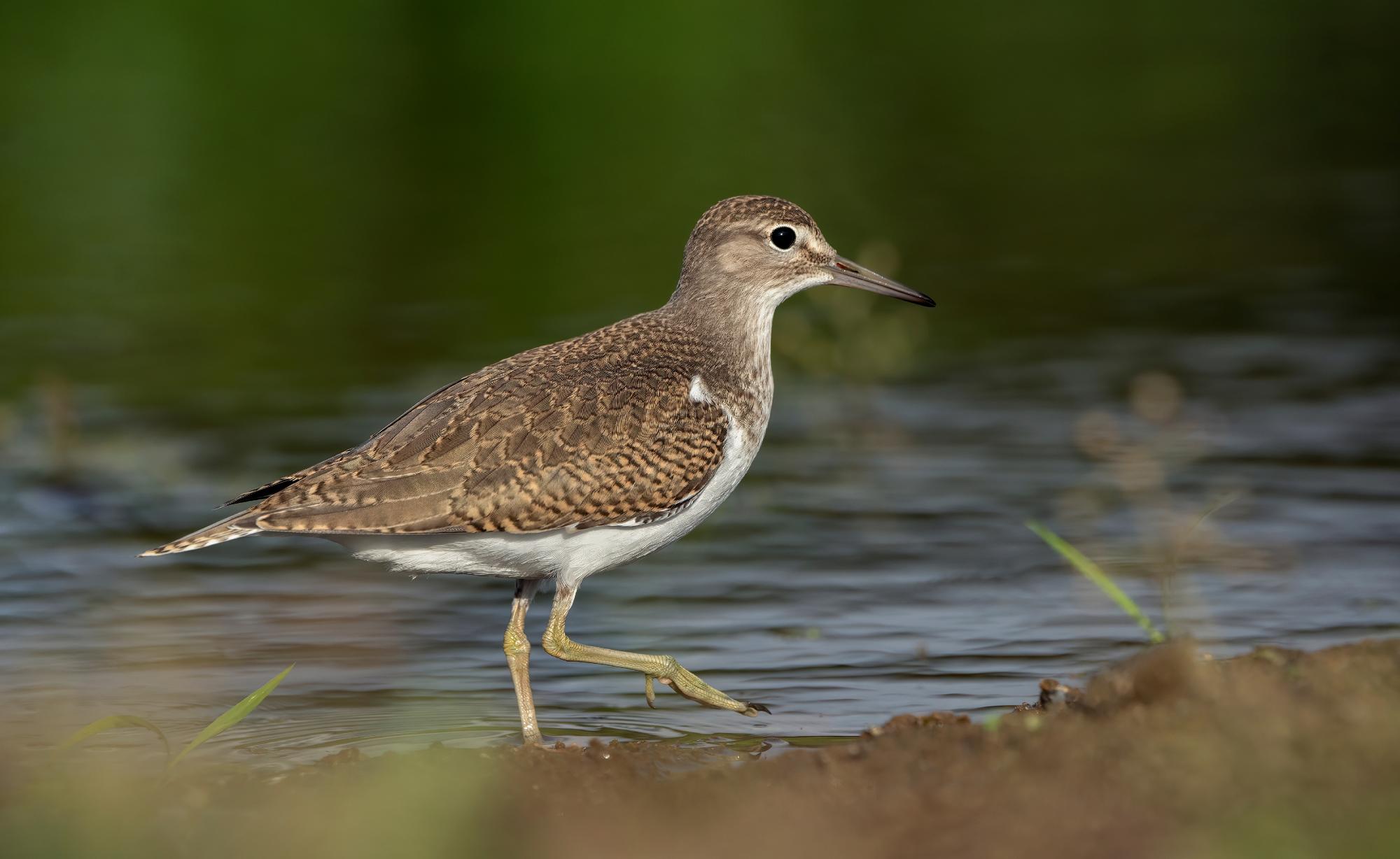 Ein Flussuferläufer, der am Wasser auf einen Stück Holz steht. Das Gefieder des Vogels ist hell und dunkelbraun am Kopf und der Rückseite. Sein Bauch ist weiss