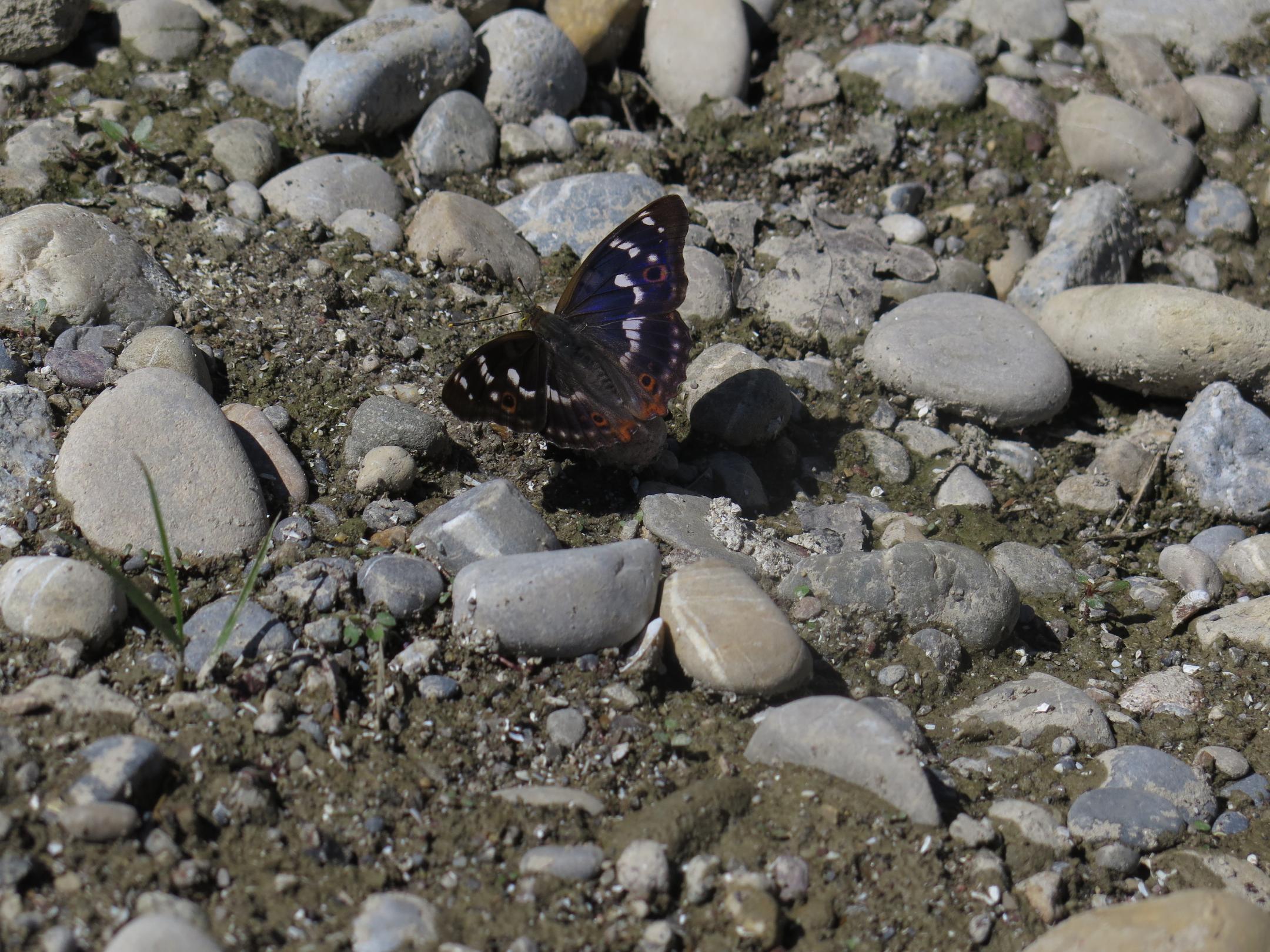 Ein Schmetterling sitzt auf einer Kiesfläche. Der Kleine Schillerfalter hat violett, weiss, braune Flügel.