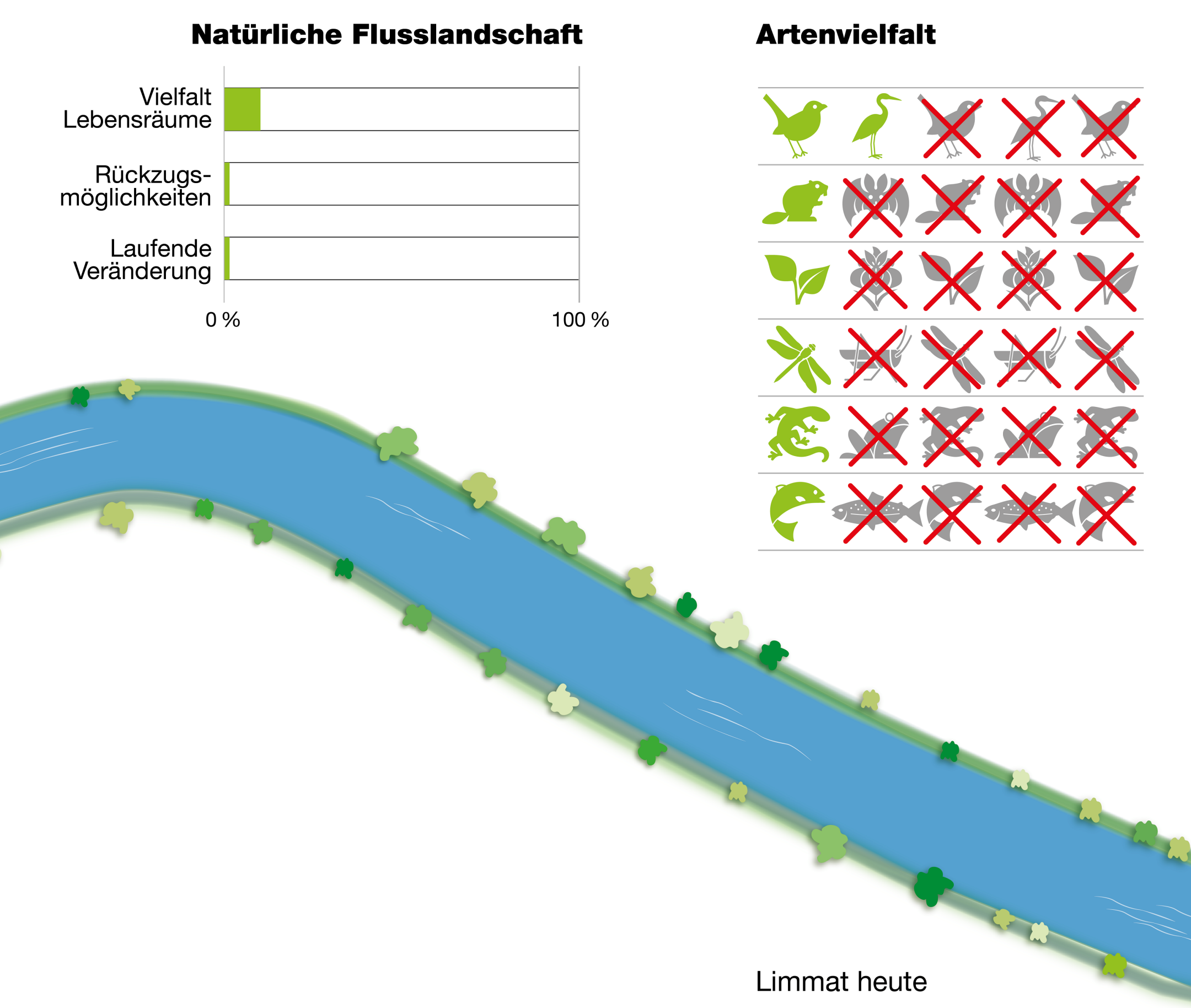 Die Grafik besteht aus drei Elementen: 1. Eine Illustration der kanalisierten Limmat, wie sie heute aussieht. 2. Eine Grafik zur Artenvielfalt mit 30 Tieren und Pflanzen, 23 davon sind rot durchgestrichen. 3. Ein Diagramm zur Natürlichen Flusslandschaft mit drei Balken: Der Balken «Vielfalt Lebensräume» ist etwa zu 10% ausgefüllt. Die beiden Balken zu «Rückzugsmöglichkeiten» und «Selbsterneuerung» liegen bei Null