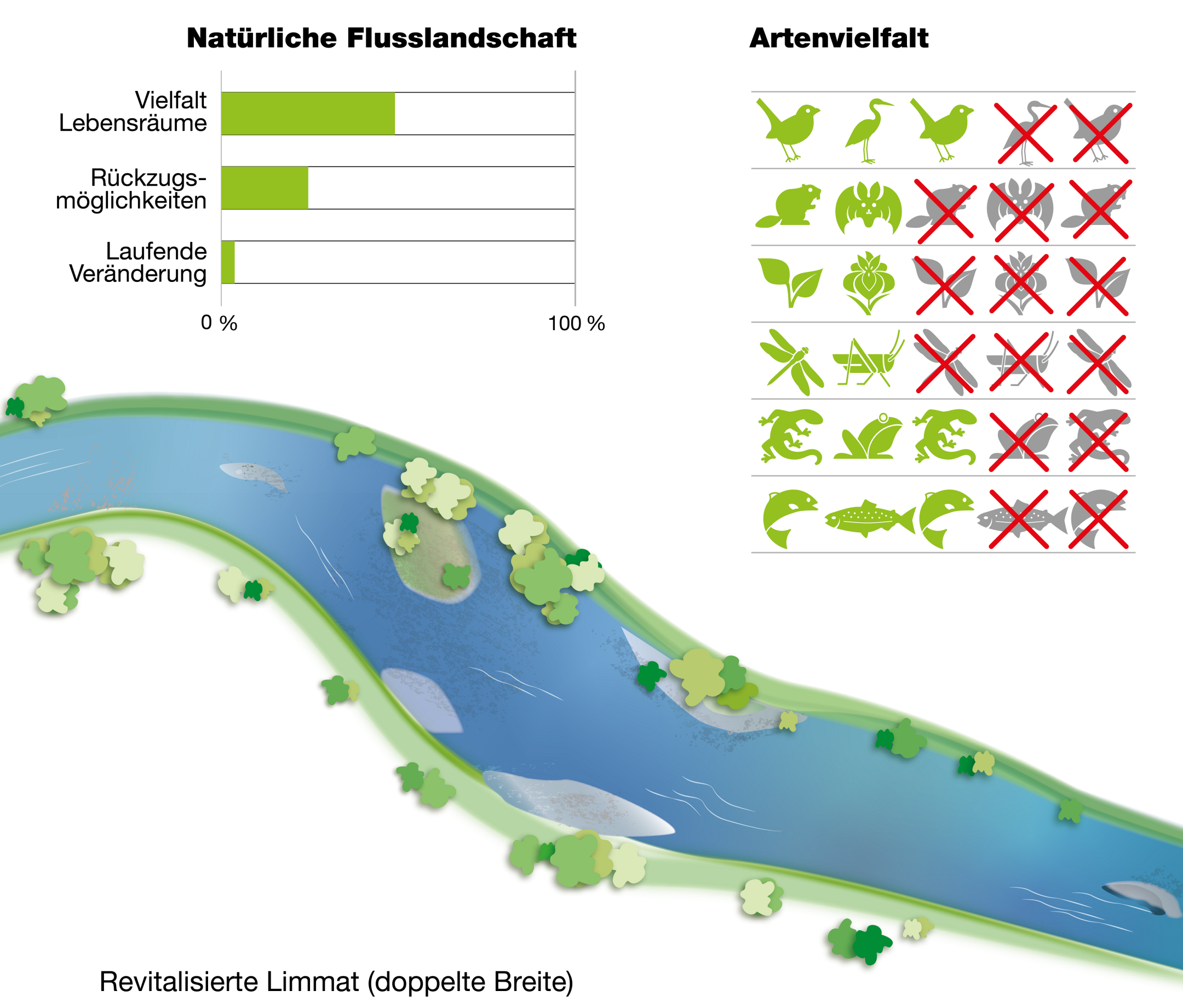 : Die Grafik besteht aus drei Elementen: 1. Eine Illustration der revitalisierten Limmat, doppelt so breit als in der ersten Grafik. 2. Eine Grafik zur Artenvielfalt mit 30 Tieren und Pflanzen, 15 davon sind rot durchgestrichen. 3. Ein Diagramm zur Natürlichen Flusslandschaft mit drei Balken: Der Balken «Vielfalt Lebensräume» ist etwa zu 50% ausgefüllt, die Balken zu Rückzugsmöglichkeiten zu 25% und zur Selbsterneuerung zu zirka 3%.