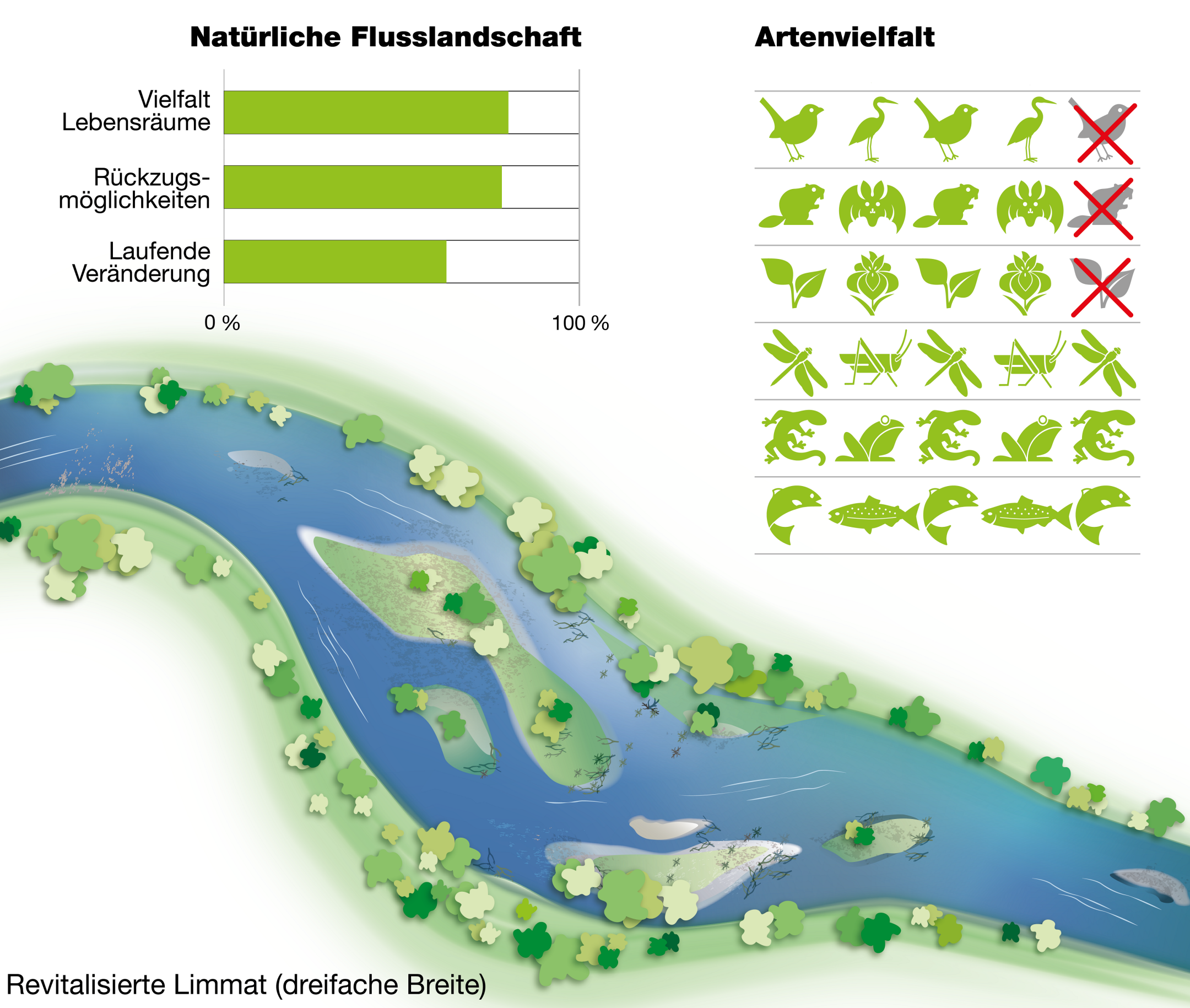 Die Grafik besteht aus drei Elementen: 1. Eine Illustration der revitalisierten Limmat – die Limmat ist dreifach so breit wie in der ersten Grafik. 2. Eine Grafik zur Artenvielfalt mit 30 Tieren und Pflanzen, 3 davon sind rot durchgestrichen. 3. Ein Diagramm zur Natürlichen Flusslandschaft mit drei Balken: Die Balken «Vielfalt Lebensräume» und «Rückzugsmöglichkeiten» sind etwa zu 80% ausgefüllt. Der Balken «Selbsterneuerung» zu zirka 60%.