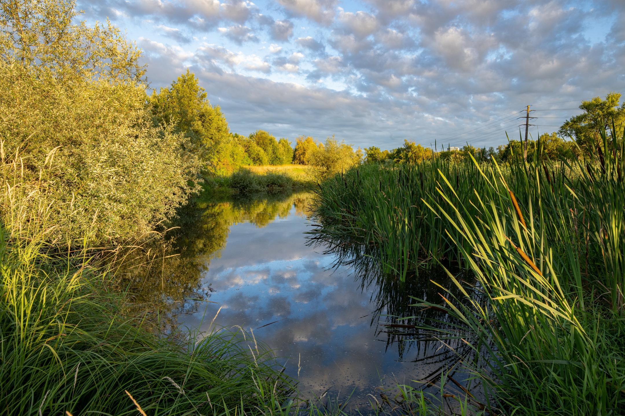 Natürlicher Flusslauf, dessen Ufer links von Weiden gesäumt ist