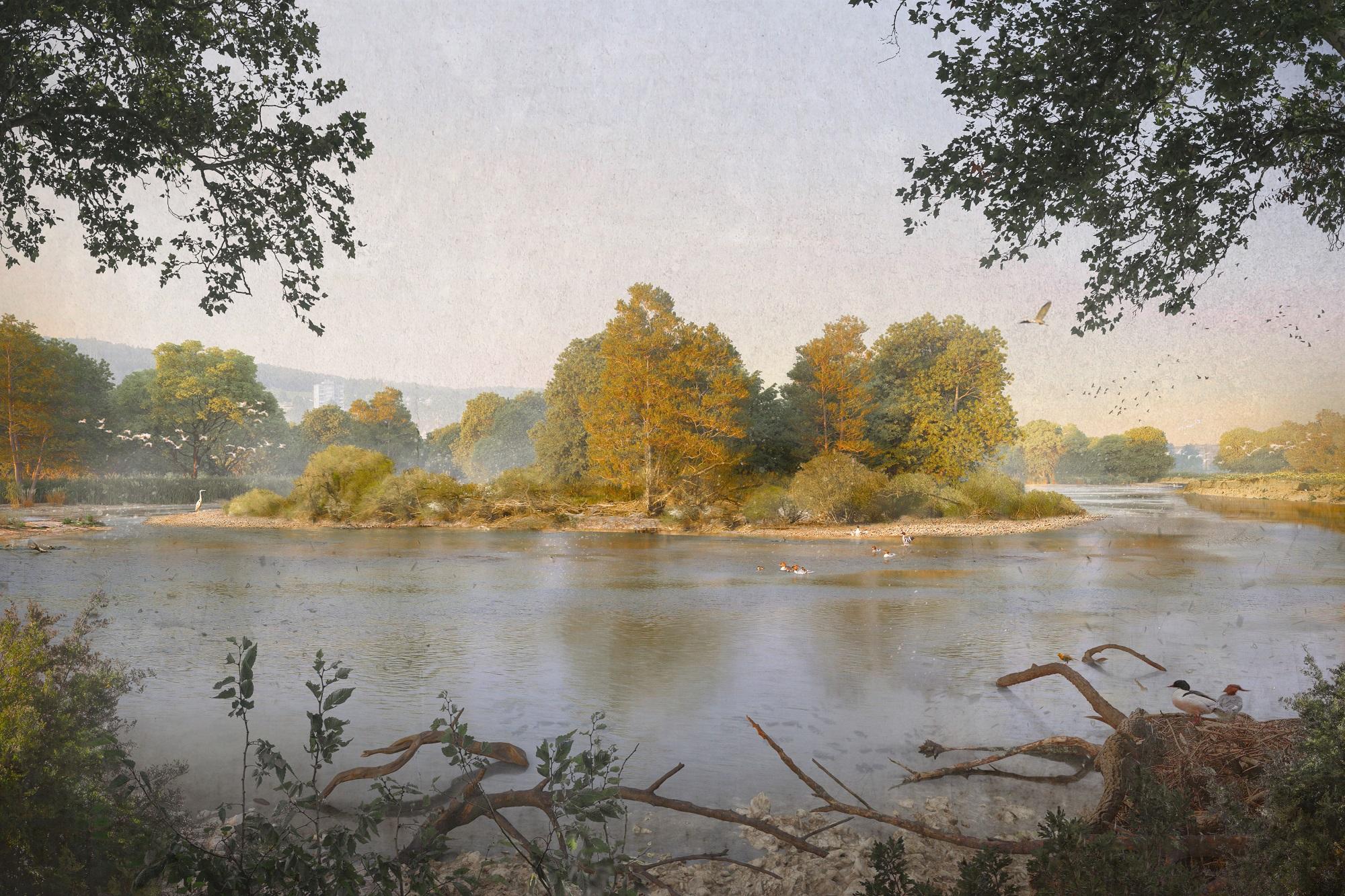 Blick von einem künftigen Naturbeobachtungsstandort in die Flusslandschaft. Eine grosse Mittelinsel ist stark bewachsen mit Bäumen und Büschen. Ein Graureiher hält nach Beute Ausschau. In Hintergrund sind Steilufer sichtbar. Fische schwimmen im seichten Wasser, Gänsesäger schwimmen im Hauptstrom.