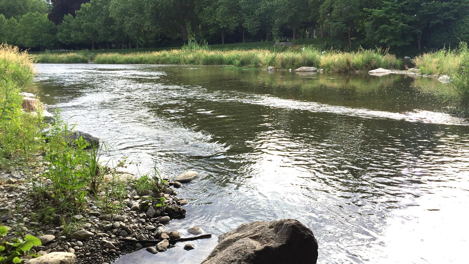 Eine Flusslandschaft mit Steinen, Wurzelstöcken und anderen Hindernissen. 