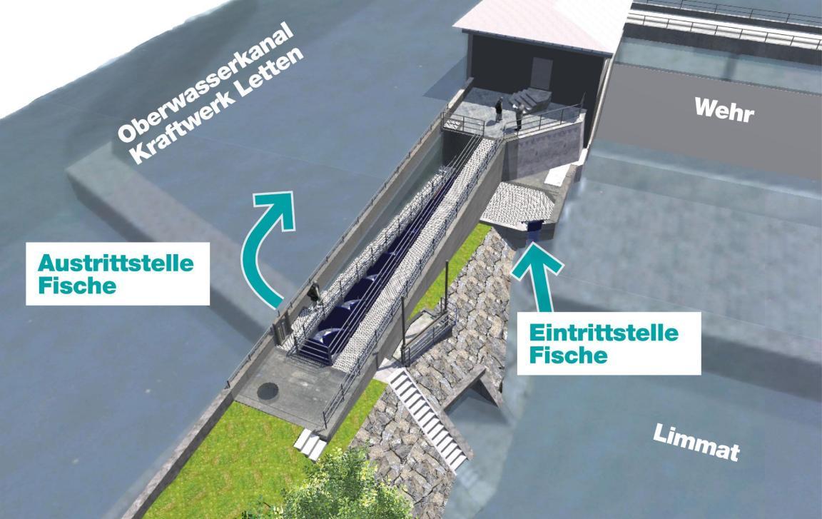 Visualisierung des Mäanderfischpasses mit der Eintrittsstelle für Fische und der Austrittsstelle. Der Mäanderfischpass befindet sich zwischen dem Oberwasserkanal des Kraftwers Letten, de Wehr und der Limmat.
