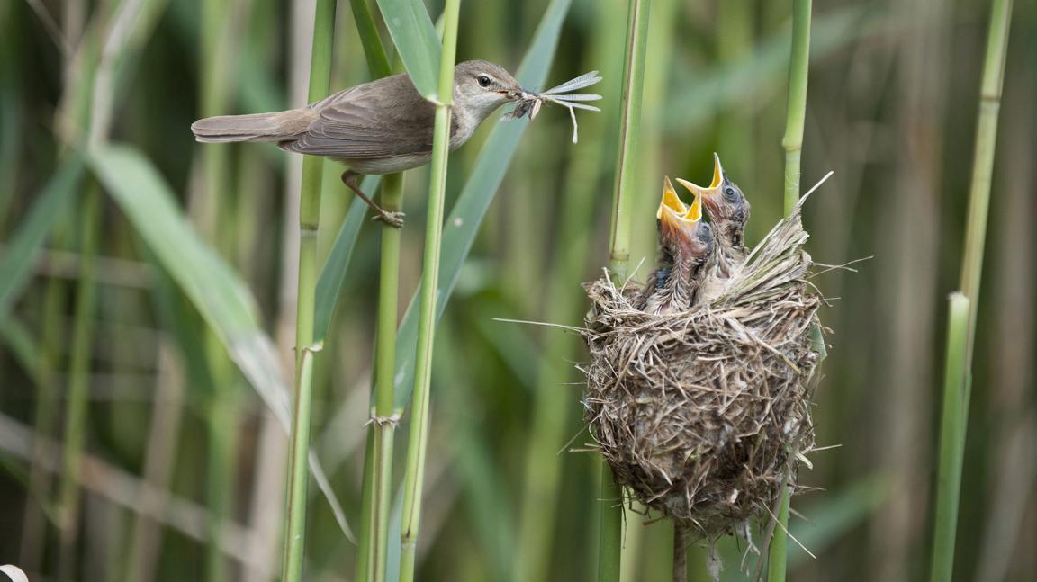 Ein Vogel füttert seine Jungen mit einer Libelle. Die Jungvögel sitzen in einem Vogelnest, das an einem Schilfhalm hängt
