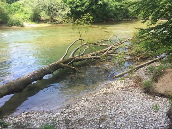 Ein umgefallener Baum liegt in Ufernähe im Flusswasser