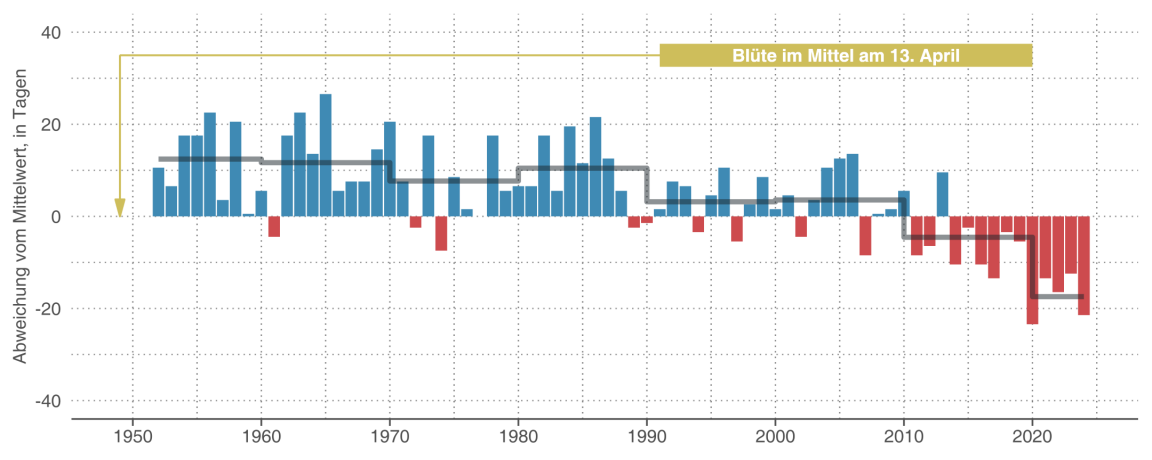 Kombiniertes Säulen- und Liniendiagramm zum jährlichen Blühzeitpunkt, das verdeutlicht, dass sich Jahre, in denen der Löwenzahn in Rafz früh blühte, in jüngster Zeit gehäuft haben.