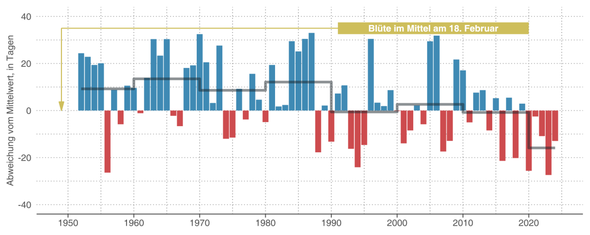 Kombiniertes Säulen- und Liniendiagramm zum jährlichen Blühzeitpunkt, das verdeutlicht, dass sich Jahre, in denen der Haselstrauch im Kanton Zürich früh blühte, in jüngster Zeit gehäuft haben.