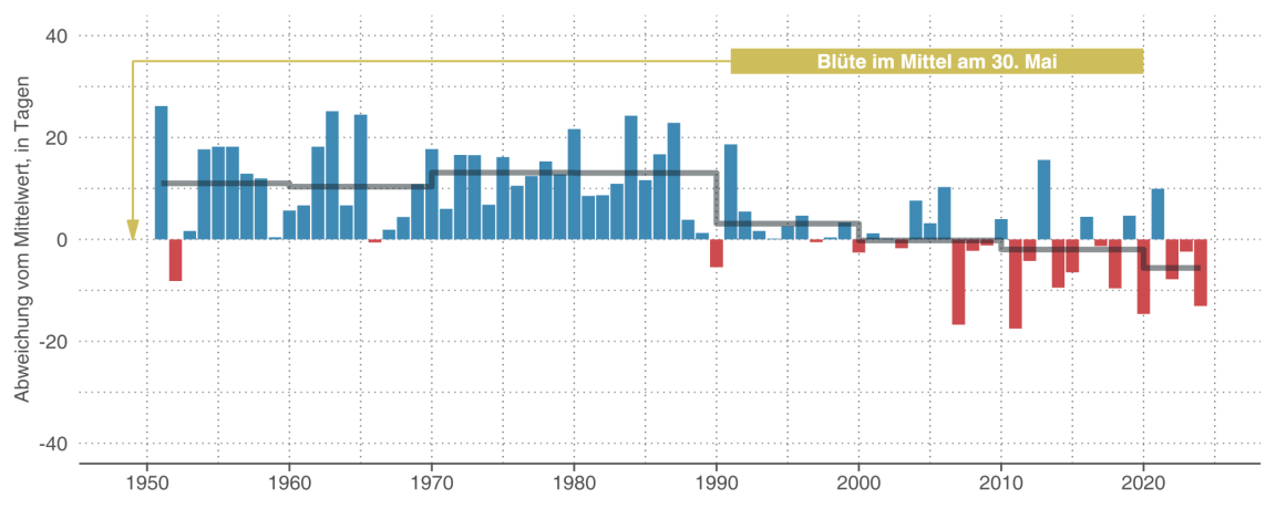 Kombiniertes Säulen- und Liniendiagramm zum jährlichen Blühzeitpunkt, das verdeutlicht, dass sich Jahre, in denen der schwarze Holunder im Kanton Zürich früh blühte, in jüngster Zeit gehäuft haben.