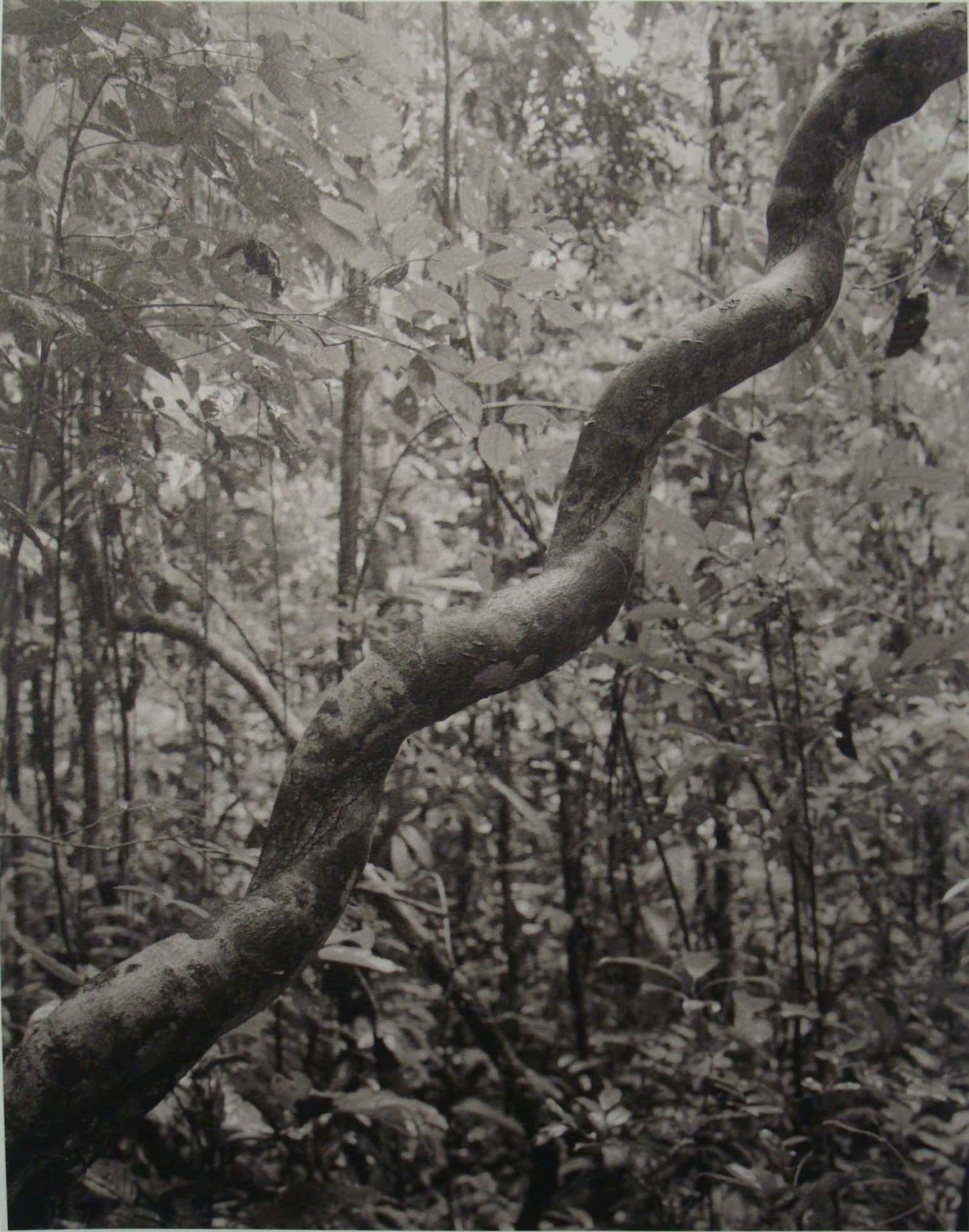 Guido Baselgia, Tierra caliente no. 11, Artothek Kanton Zürich, Inv. Nr. 19292 Artothek.