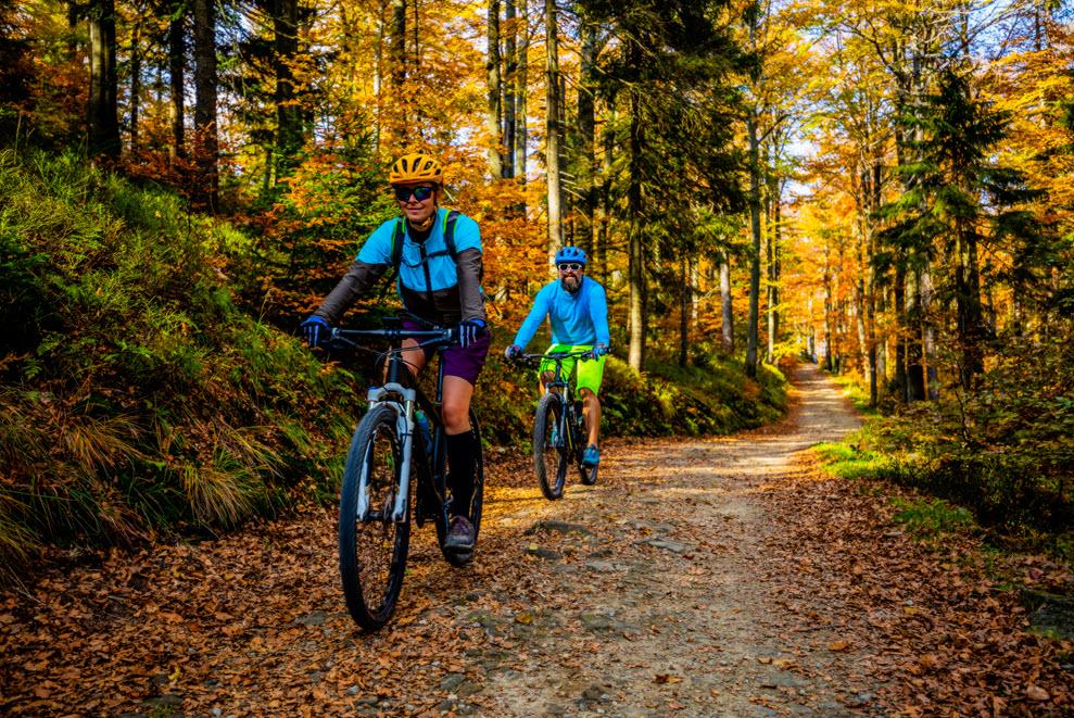 Zwei Personen fahren mit ihren Mountainbikes auf einem Waldweg.