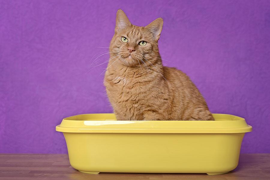 Bild einer Katze, aufrecht sitzend in einem Katzenklo.