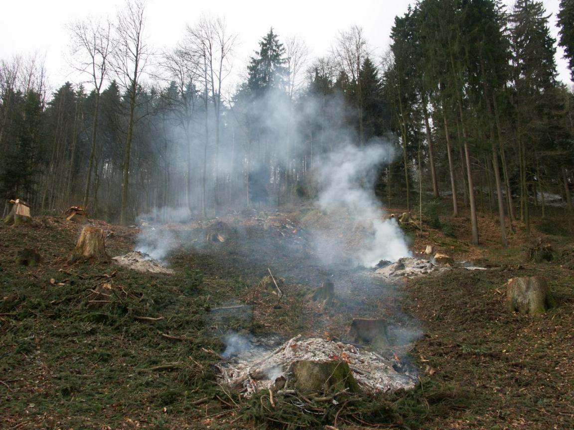 Bild der Verbrennung von natürlichen Waldabfällen
