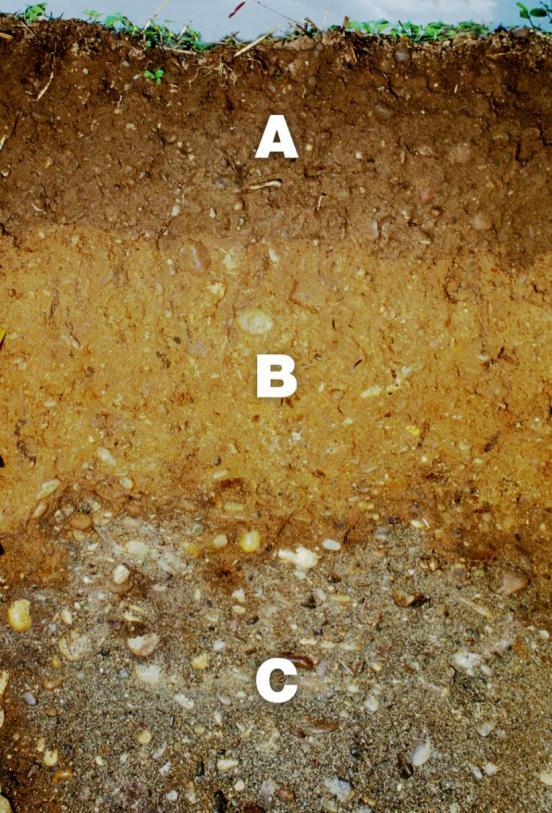 Querschnitt eines Bodenprofils mit drei Horizonten. A-Horizont: dunkler Oberboden. B-Horizont: heller Unterboden. C-Horizont: Muttergestein.