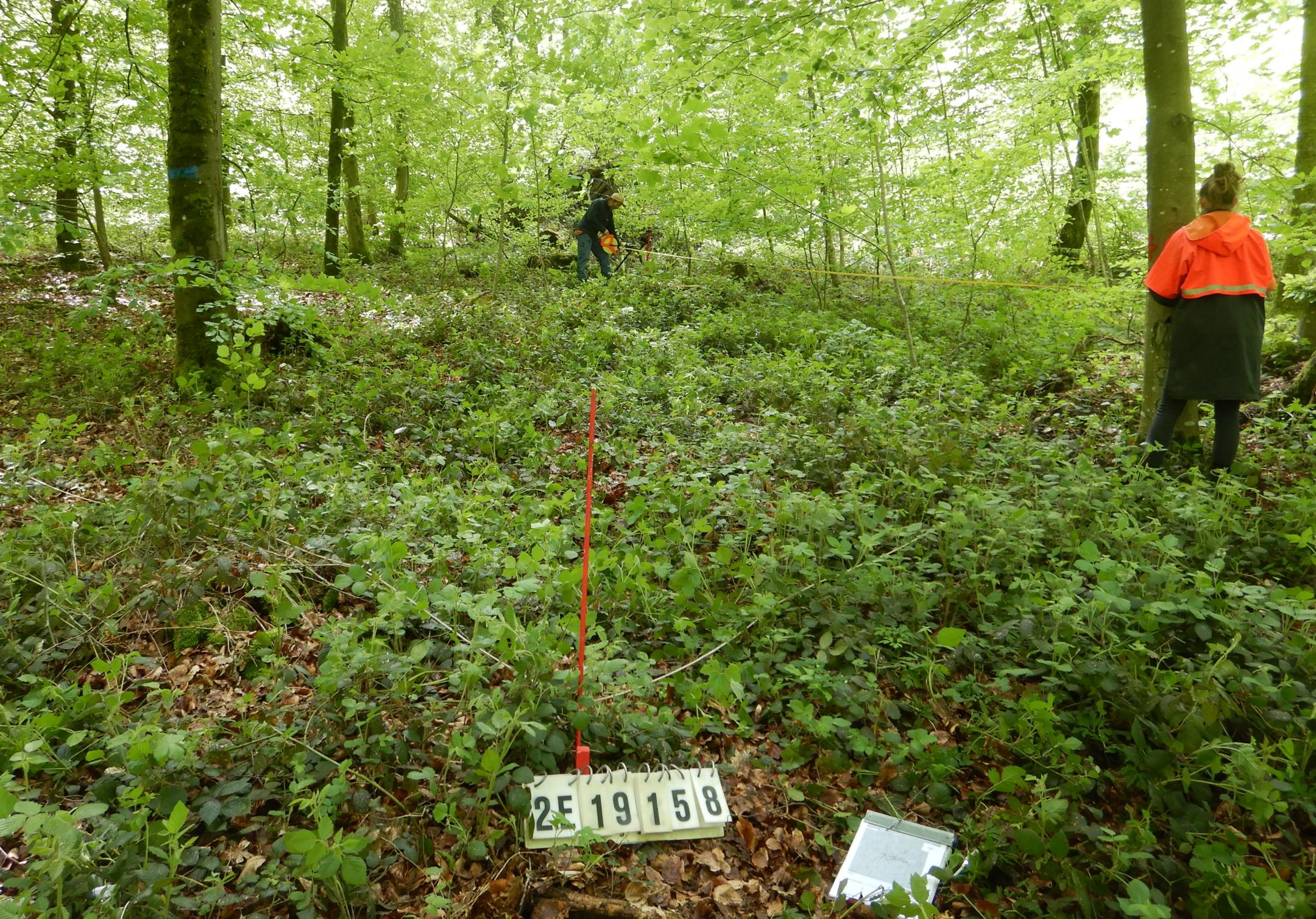 Probenahme im Wald