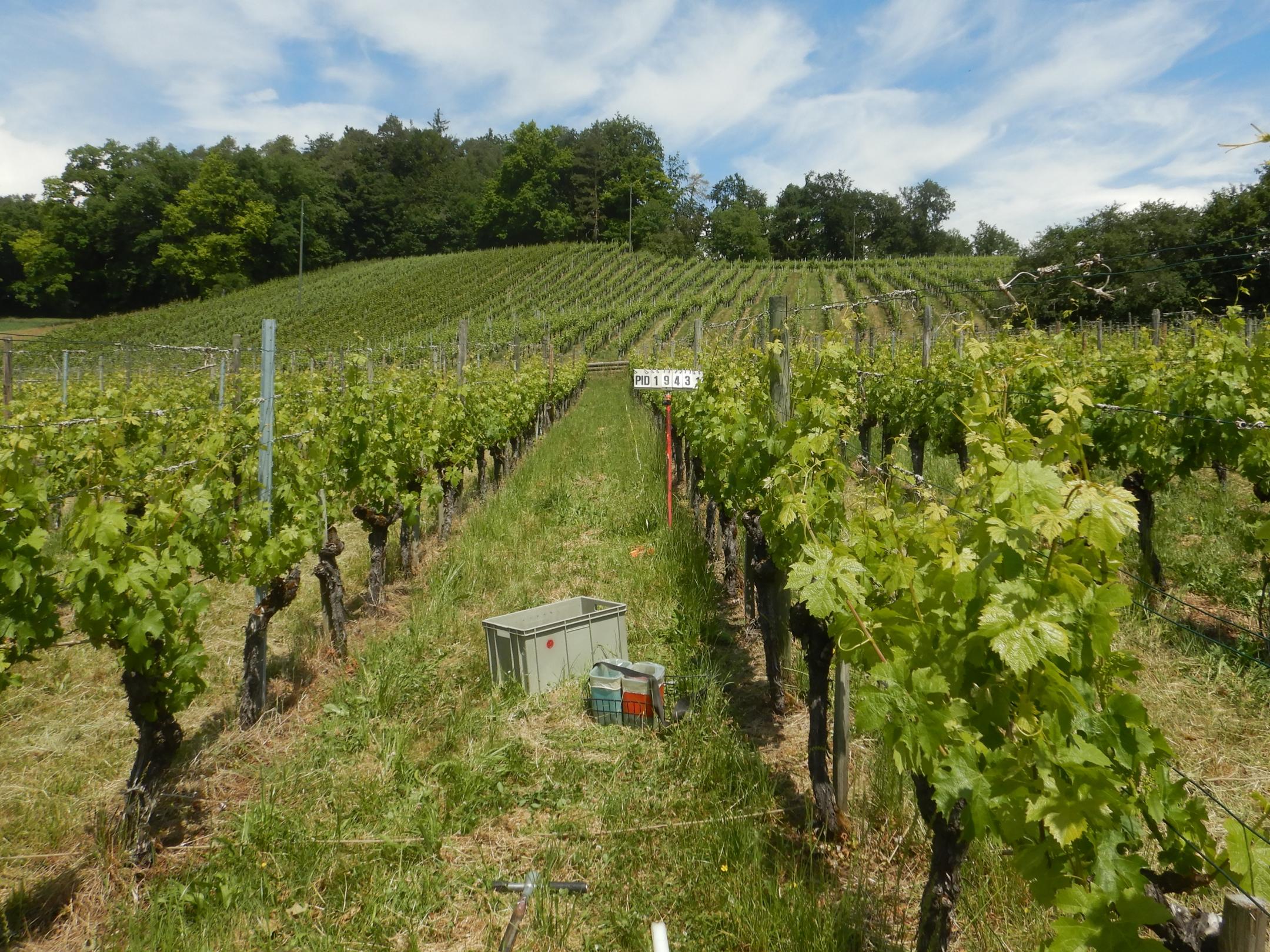 Probenahme in einem Rebberg