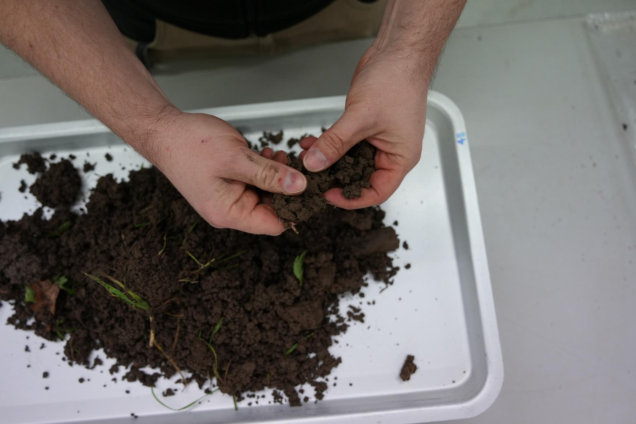 Bodenproben werden von Hand zerkleinert