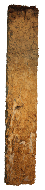 Bodenprofil der Braunerde-Pseudogley in Niederweningen mit detaillierten Textinformationen. Dieser Boden enthält wenig Steine, ist sauer und von Stauwasser geprägt. Genutzt wird er vor allem als Wald, nach Kalkung wäre er auch für Ackerbau geeignet.