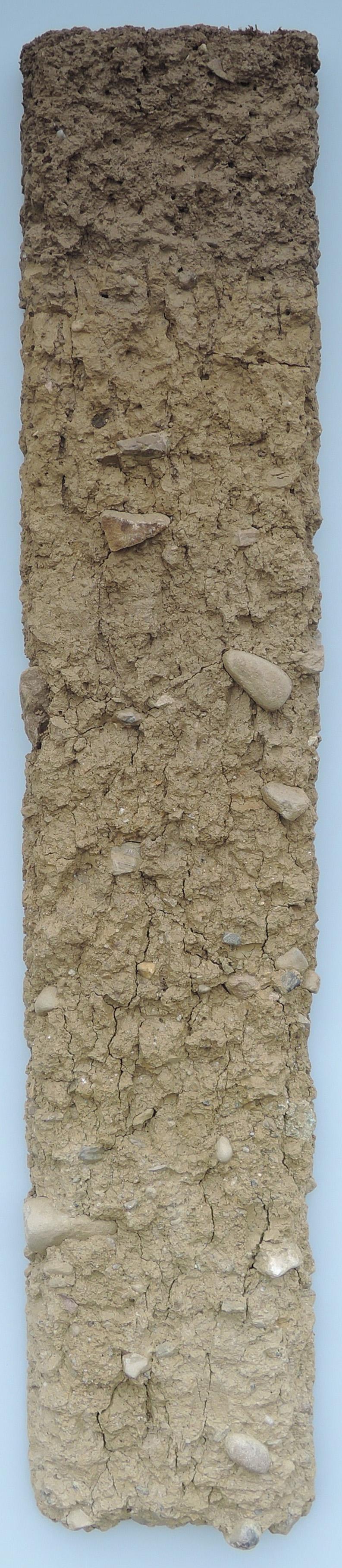 Bodenprofil der Braunerde in Kleinandelfingen. Dieser Boden enthält wenig Steine, wasserdurchlässig und gut durchlüftet. Dieser Boden ist  für Ackerbau geeignet.