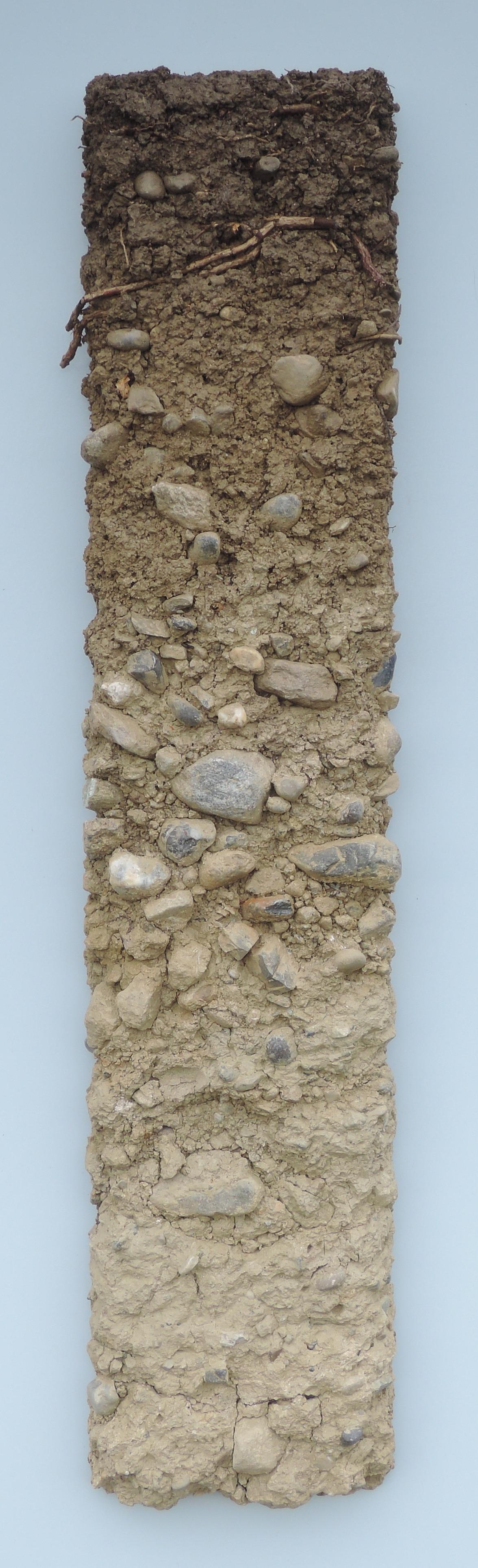 Bodenprofil der Regosol in Thalheim an der Thur. Dieser Boden ist nährstoffarm und flachgründig. Dieser Boden ist geeignet für landwirtschaftliche Nutzung.