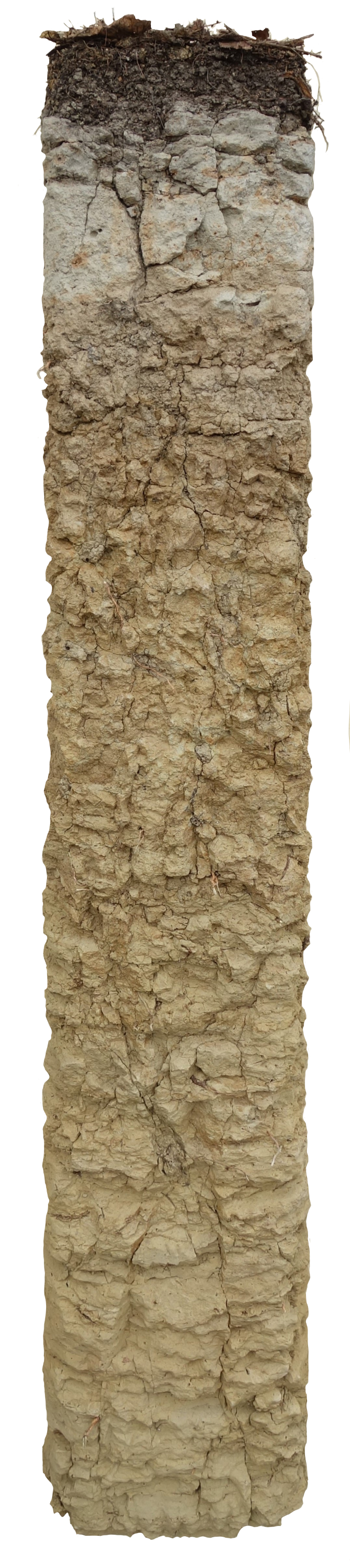 Bodenprofil der Parabraunerde in Otelfingen. Dieser Boden ist stauwasserbeeinflusst und ist verdichtet. Genutzt wird er v.a als Wald, aber auch für Ackerbau geeignet.