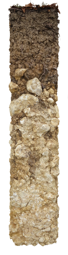 Bodenprofil der Braunerde in Regensdorf. Dieser Boden kalkhaltig und enthält viele Kalksteine.  Er ist nützlich als Wald und Ackerbau.