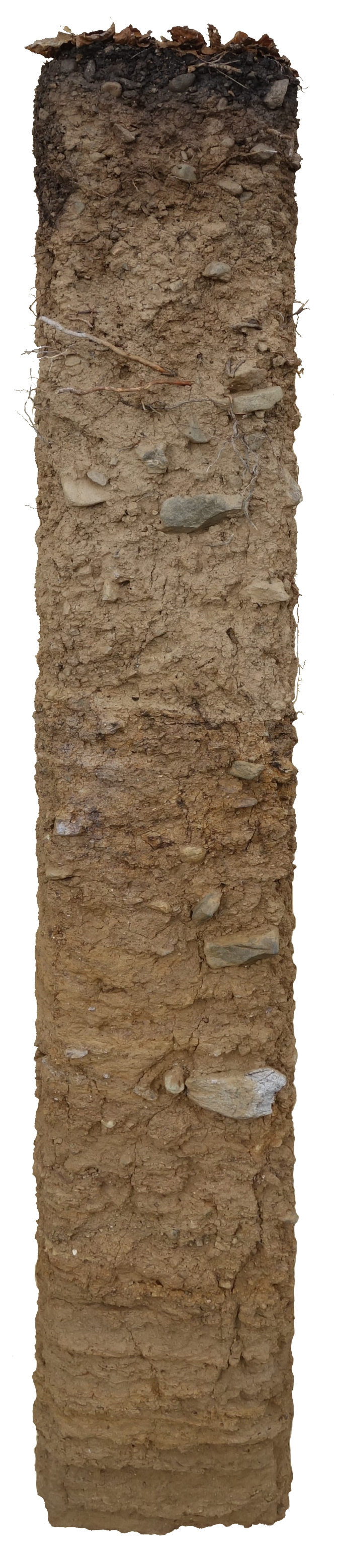 Bodenprofil der sauren Braunerde in Regensberg. Diese Boden ist stark sauer (pH 4 bis 2m). Er wird genützt als Wald.