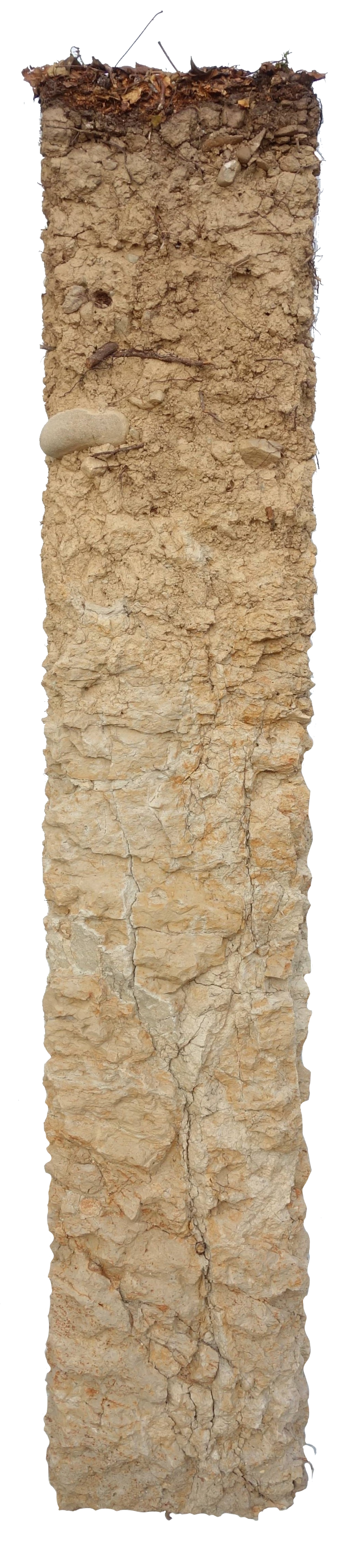 Bodenprofil der sauren Braunerde. Dieser Boden ist stauwasserbeeinflusst, sauer und marmoriert. Er wird genutzt als Wald.