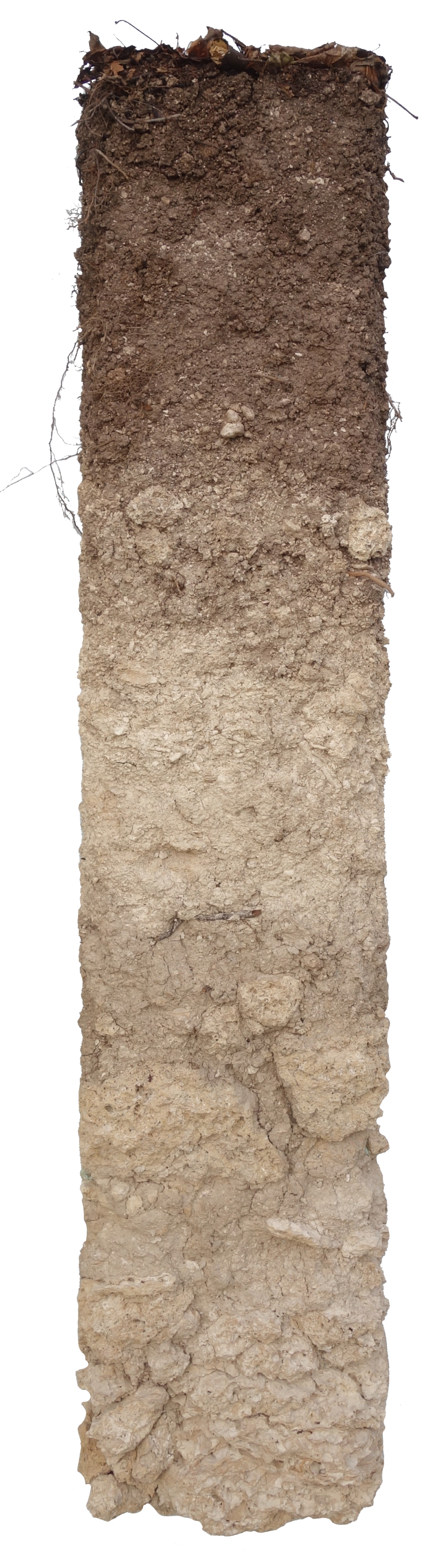 Bodenprofil der Regosol in Feuerthalen. Dieser Boden ist ein junger Boden aus Kalktuff. Er wird genützt als Wald und die ackerbauliche Nutzung ist durch Hanglage eingeschränkt. 