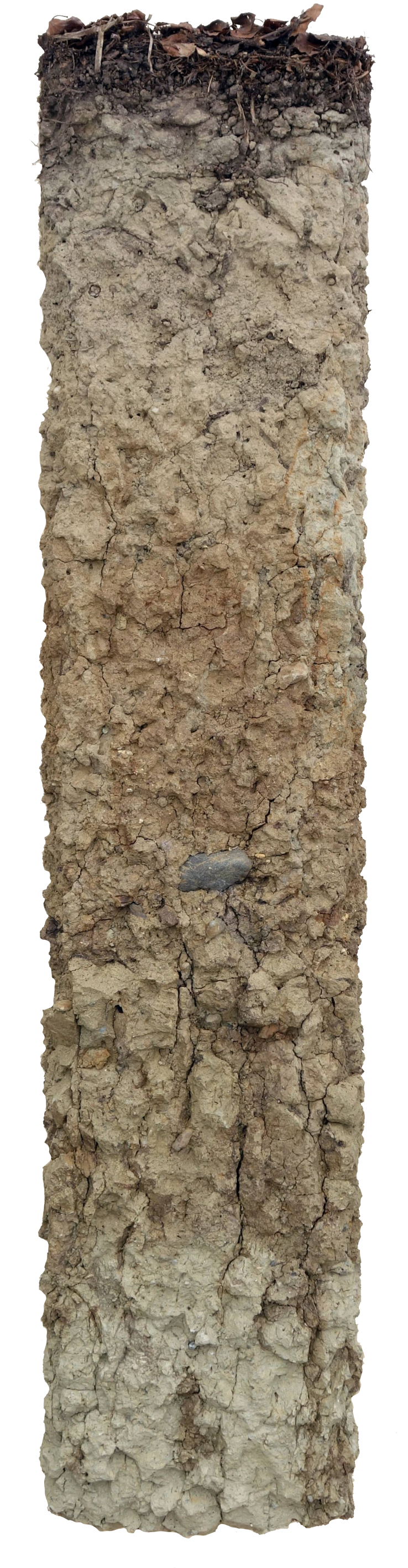 Bodenprofil der Parabraunerde in Oberstammheim. Dieser Boden enthält Moränenmaterial der Würmeiszeit unter dem Lehm. Er ist nützlich als Wald.