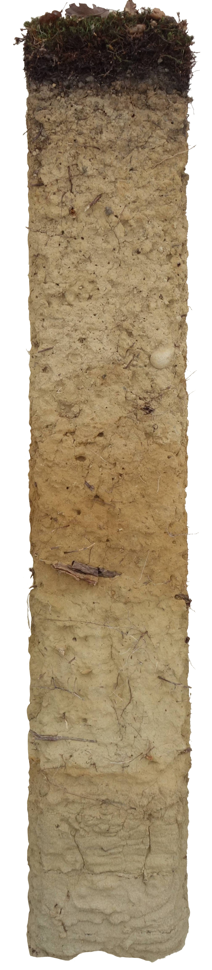 Bodenprofil der Parabraunerde in Obertammheim. Dieser Boden ist tiefgründig und gut durchlüftet. Er  wird genutzt als Wald.