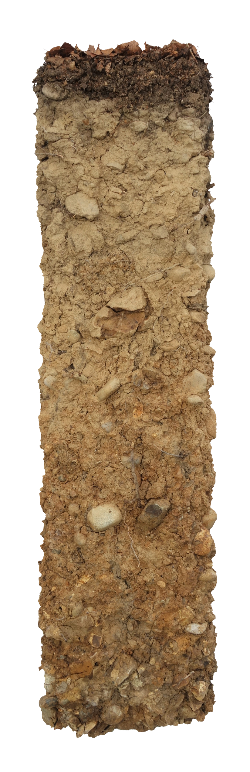 Bodenprofil der Parabraunerde in Laufen-Uhwiesen. Dieser Boden ist mässig tiefgründig. Er wird genutzt als Wald.