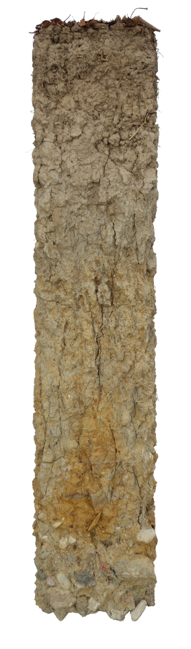 Bodenprofil der Buntgley in Steinmaur. Dieser Boden ist zeitweise bis zur Oberfläche wassergesättigt. Er wird genutzt als Wald.