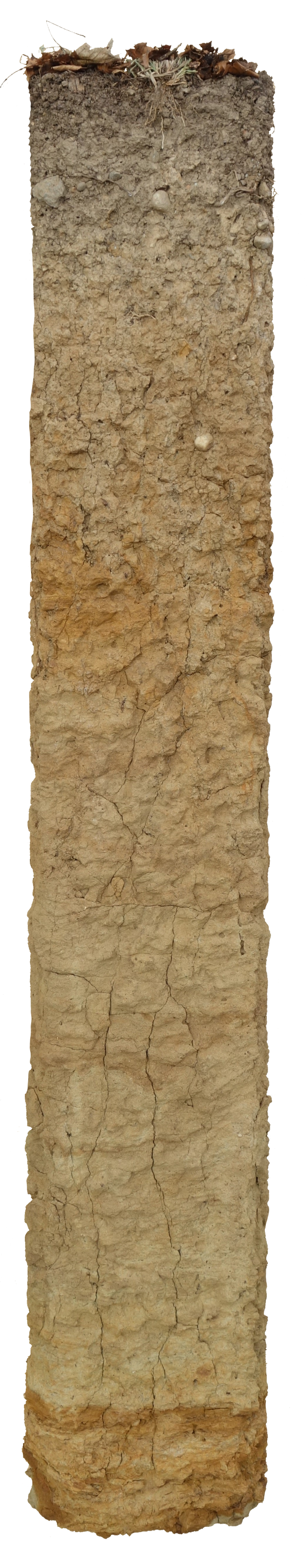 Bodenprofil der sauren Braunerde in Embrach. Dieser Boden ist stark sauer und hat ein stark durchlässiger Untergrund. Er wird v.a. genutzt als Wald.