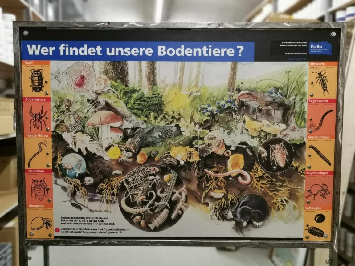Schautafel «Wer findet unsere Bodentiere?» mit einem grossen, gezeichneten Bodenquerschnitt mit Bodenlebewesen, die links und rechts einzeln dargestellt und benannt sind.