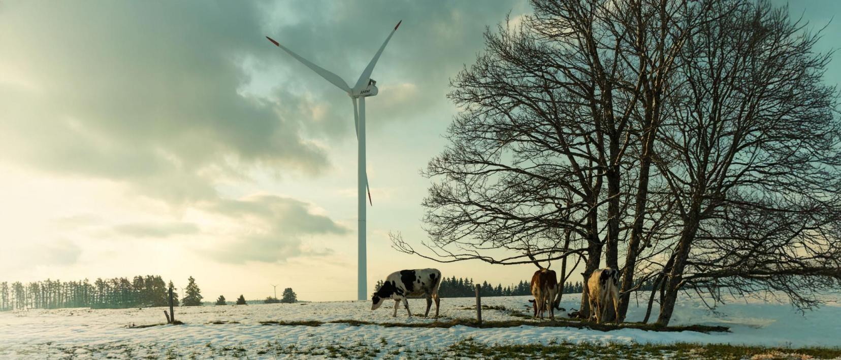 Kühe auf einer schneebedeckten Weide neben einer Baumgruppe und im Hintergrund Windräder