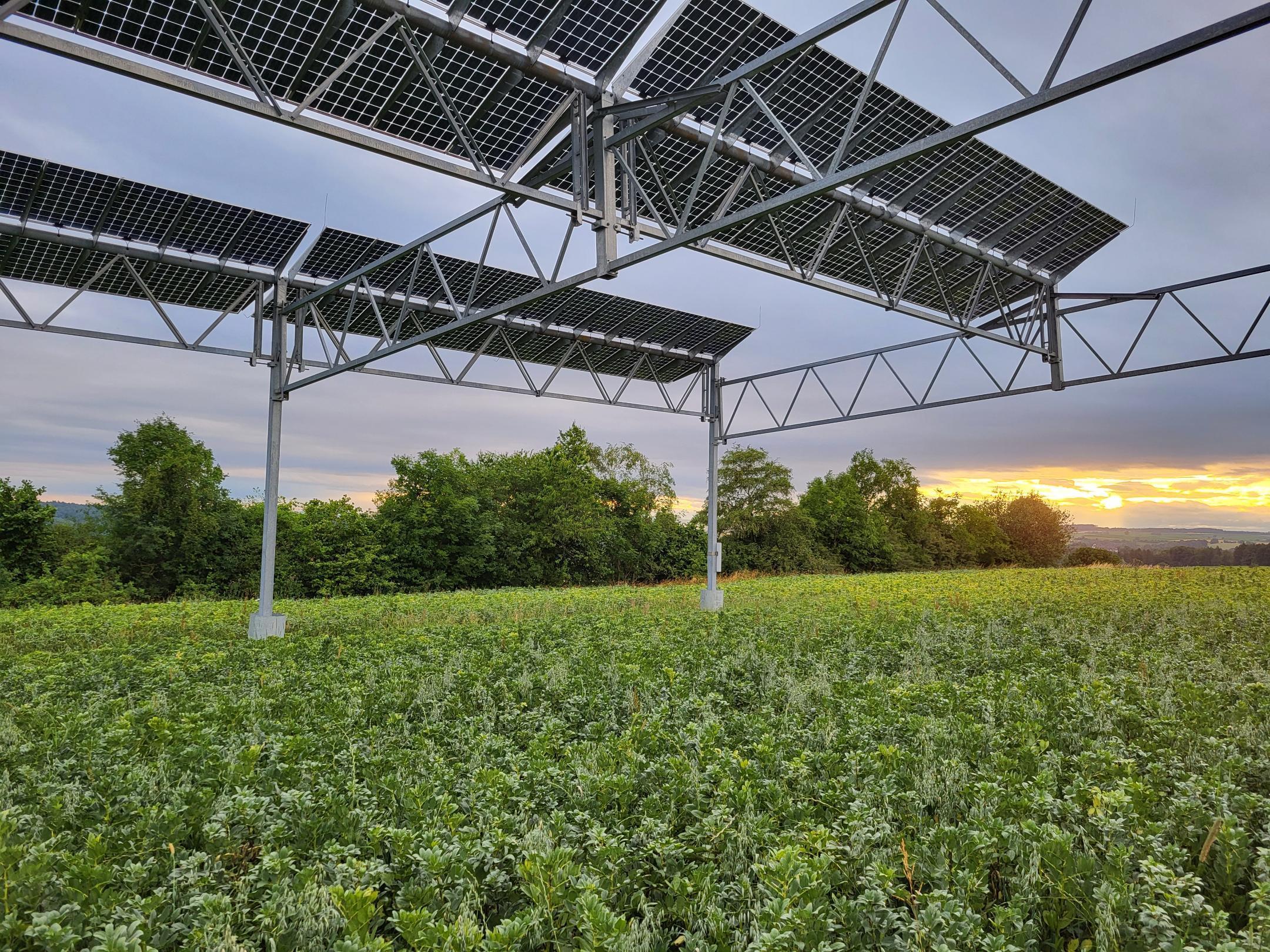 Die hochaufgeständerte Agri-Photovoltaikanlage mit festinstallierten Solarmodulen über einer grünen Ackerfläche bei Sonnenuntergang.