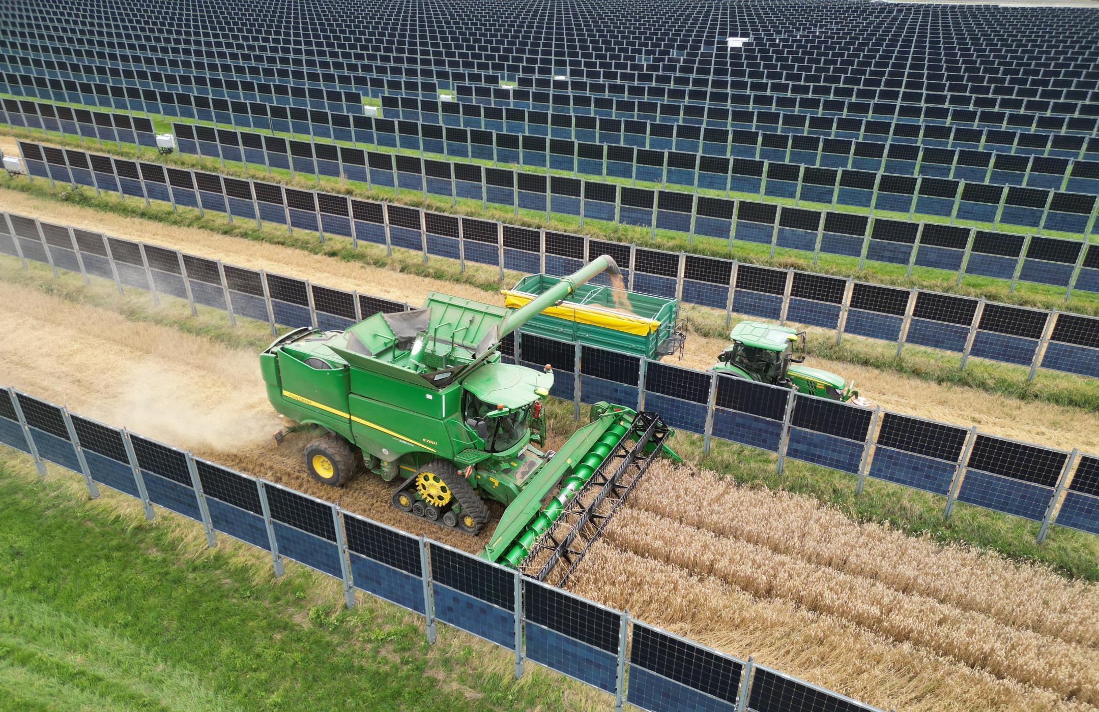 Landwirtschaftliche Maschinen ernten Getreide zwischen vertikal aufgestellten Photovoltaikmodulen auf einem Feld.