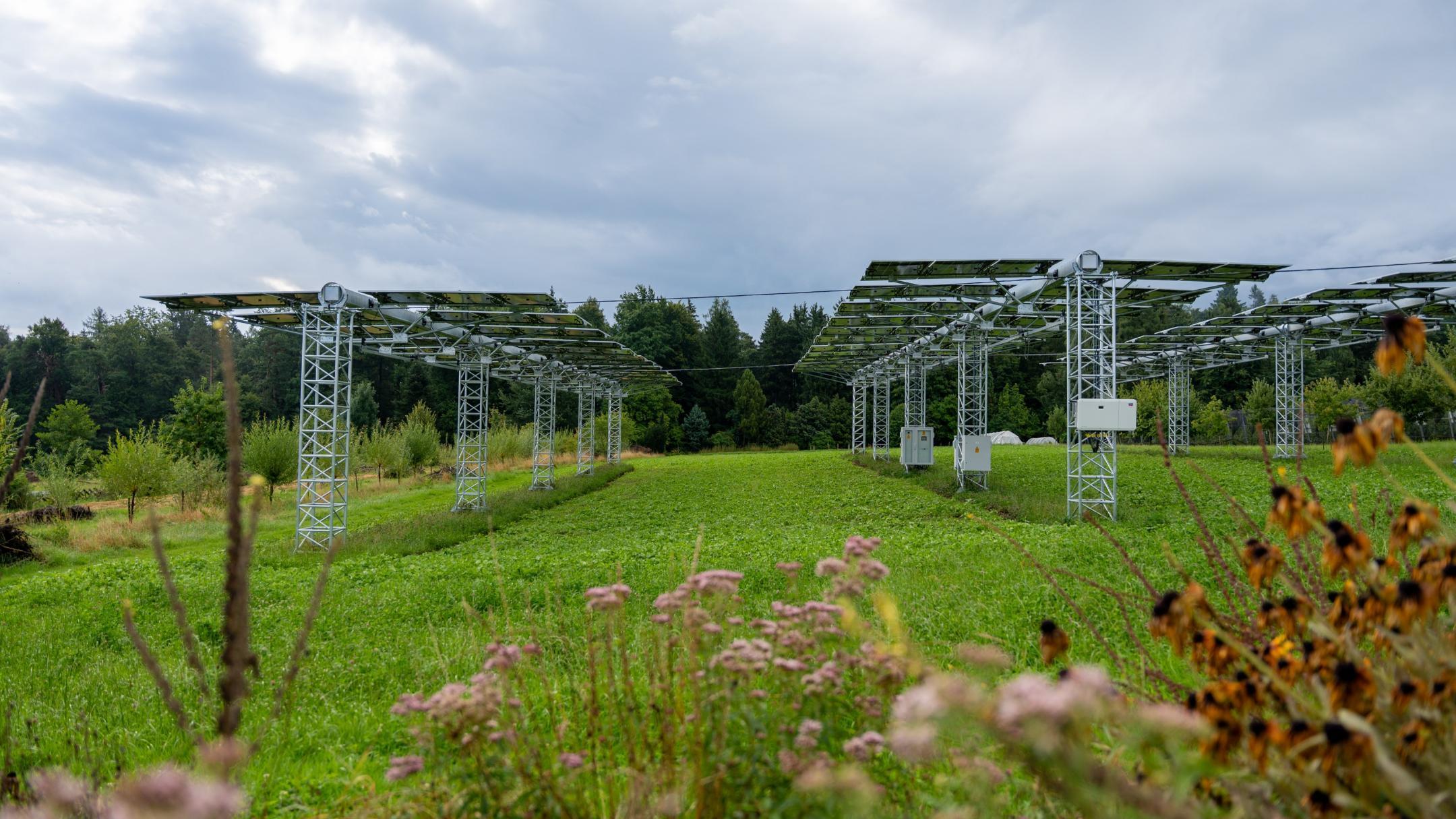 Zwei Reihen 2-achsiger Agri-PV-Anlagen auf hohen Metallstrukturen über einem grünen Feld mit Bäumen im Hintergrund und Blumen im Vordergrund.