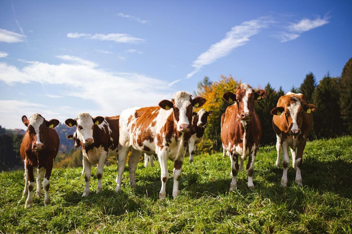 Kühe stehen auf einer Weide. 