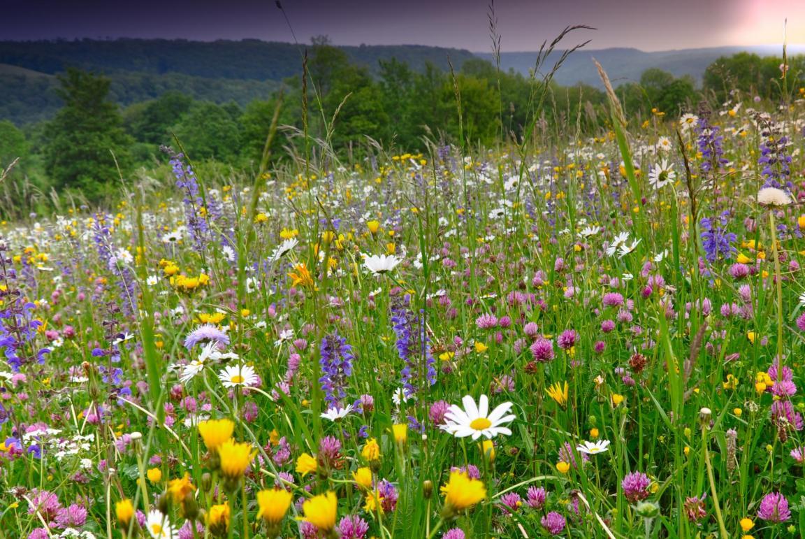 Eine Wiese, auf der viele verschiedene Pflanzenarten wachsen und blühen.