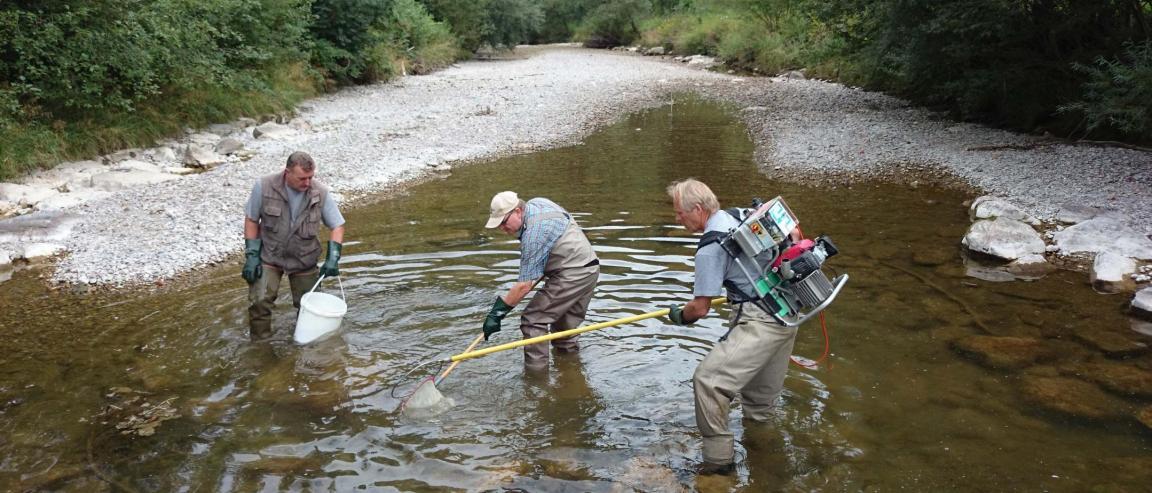 Zwei Männer stehen im nur noch knietiefem Wasser eines Flussbettes und versuchen, Fische einzufangen und umzusiedeln.