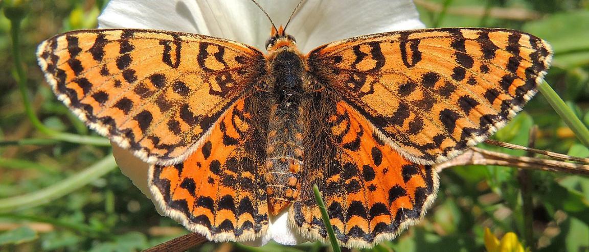 Der heimische Schmetterling Roter Scheckenfalter sonnt sich mit aufgespannten Flügeln auf einer Blume.