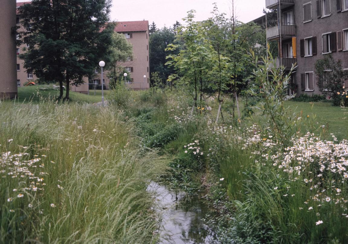 Ein kleiner Bach, der durch eine Siedlung mi Mehrfamilienhäusern fliesst. Am Bach wachsen viele Gräser,  Blumen und Sträucher. 