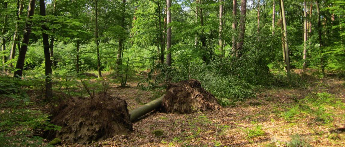 Im Schwetzinger Hardt wurden bei einem Sturm zwei Bäume entwurzelt.