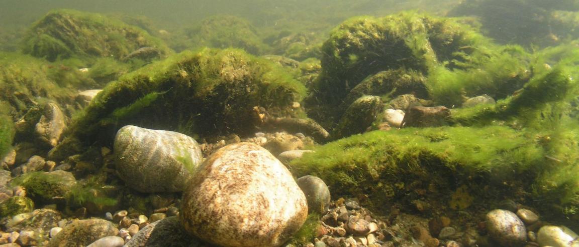 Am Grund eines Flusses liegen Steine, die zum Teil vollständig mit Algen überwachsen sind