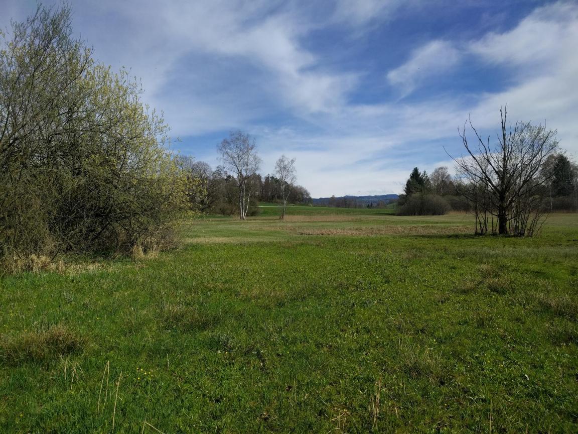grüne offene Landschaft