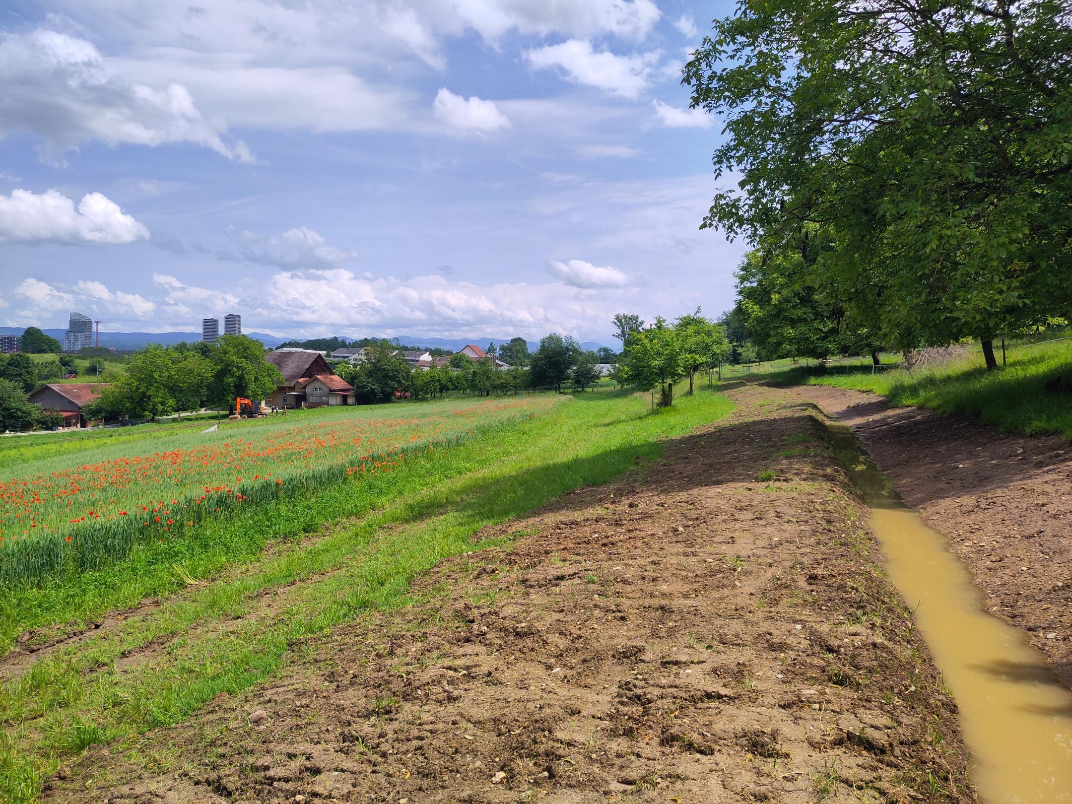 Feld des Huebhofs in Schwammendingen.
